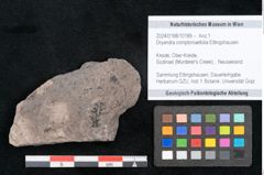 Foto (Objekt + Etikett) von Dryandra comptoniaefolia Ettingshausen (NHMW-GEO-2024-0188-10189)